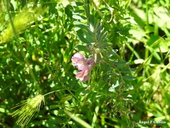 Vicia pannonica