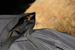 Sevenia occidentalium