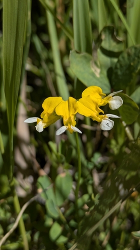 Hosackia pinnata