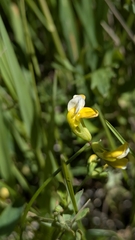 Hosackia pinnata, photograph (c) My-Lan Le, some rights reserved (CC BY)