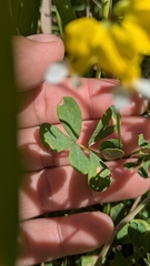 Hosackia pinnata, photograph (c) My-Lan Le, some rights reserved (CC BY)