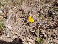 Erythranthe carsonensis
