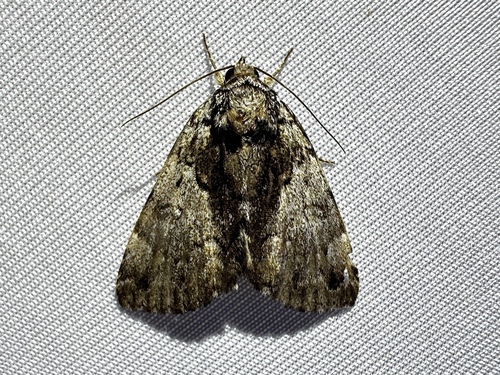 False Underwing photo 6