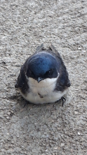 Blue-and-white Swallow