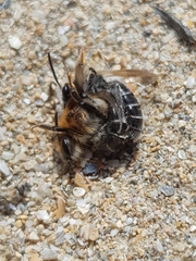 Andrena barbilabris