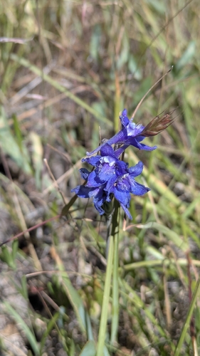 Delphinium distichum, photograph 3