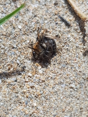 Andrena barbilabris