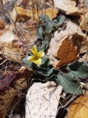Viola purpurea aurea