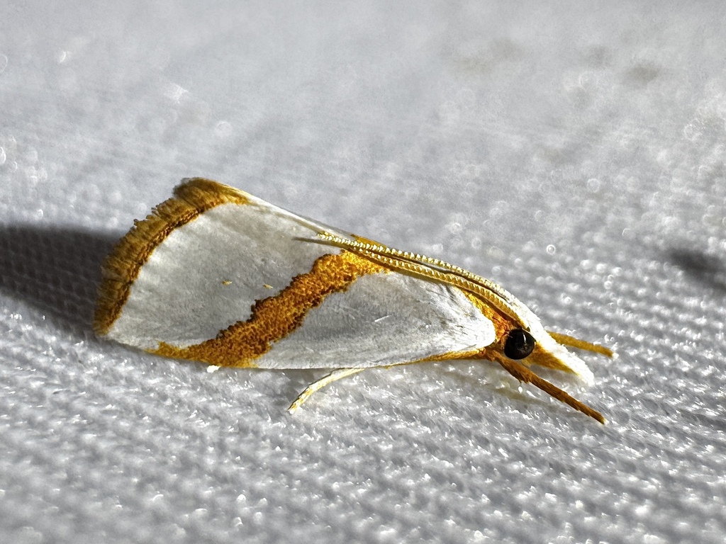 Straight-lined Vaxi Moth