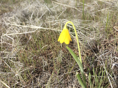 Fritillaria pudica