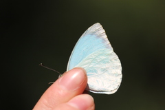 Nepheronia thalassina