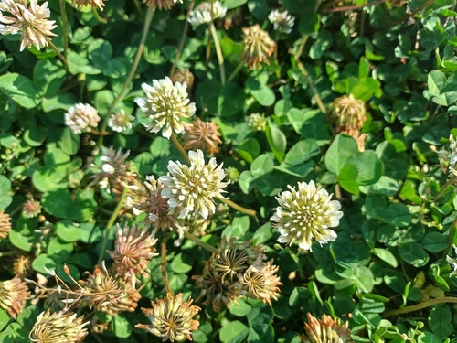 white clover
