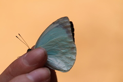 Nepheronia thalassina