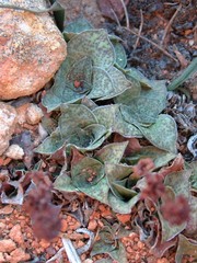 Crassula montana