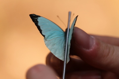 Nepheronia thalassina