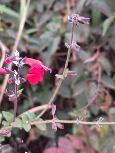 Tropical sage