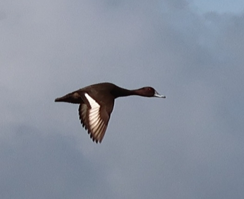 iNaturalist image