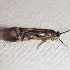 Macrostemum zebratum