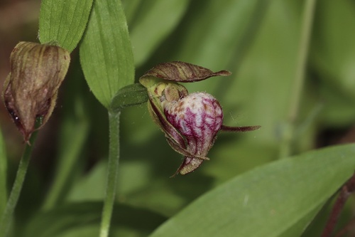 Ram's head lady's slipper (Cypripedium arietinum)