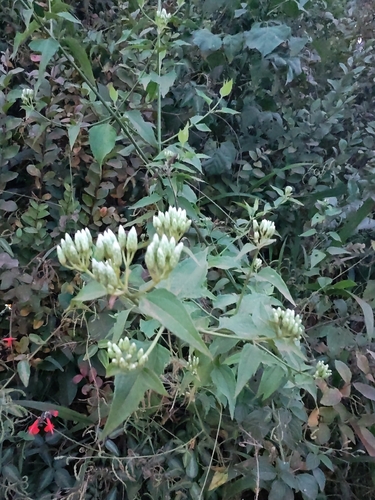 Siam weed