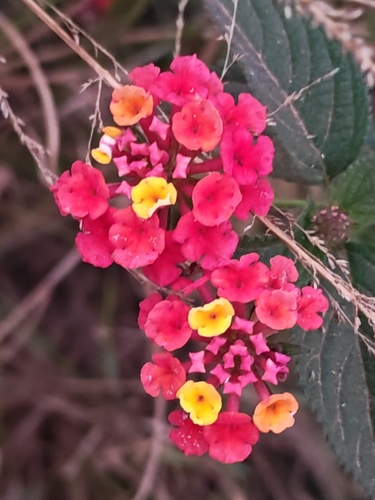 common lantana
