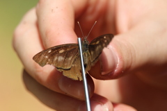 Libythea