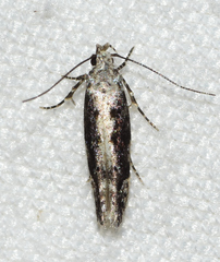 Coleotechnites florae