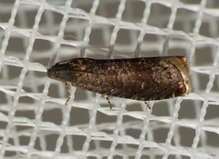 Grapholita funebrana