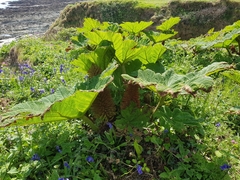Gunnera tinctoria