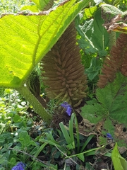 Gunnera tinctoria