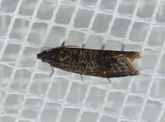 Grapholita funebrana