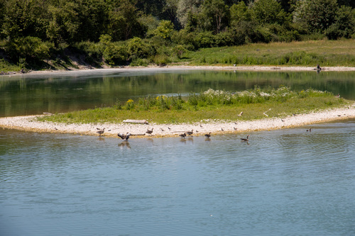Greylag Goose