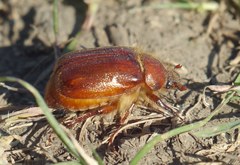 Holochelus