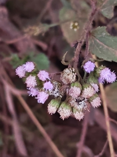 billygoat weed