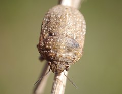 Psacasta exanthematica