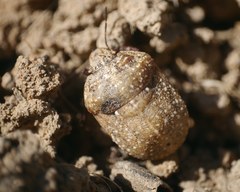 Psacasta exanthematica