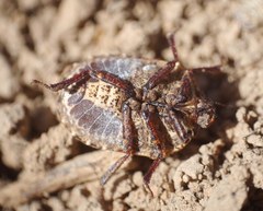 Psacasta exanthematica