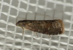 Grapholita funebrana