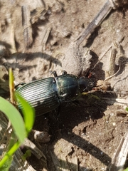 Poecilus cupreus