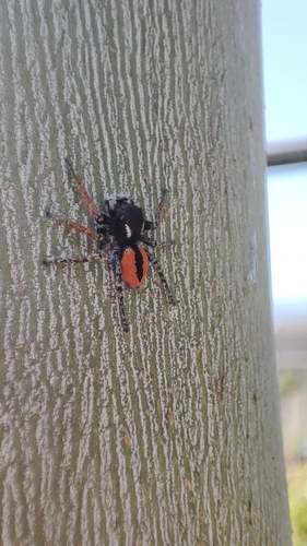 Red-bellied Jumping Spider