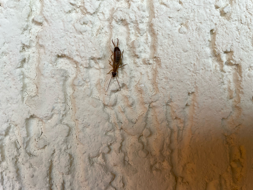 European Earwig