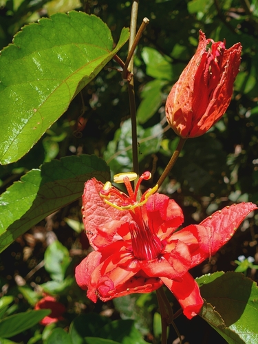 Passiflora velutina