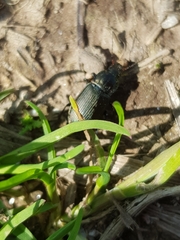 Poecilus cupreus