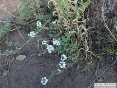 Glandularia platensis
