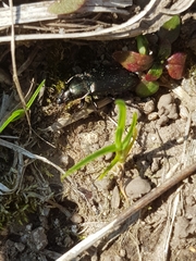 Poecilus cupreus