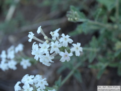 Glandularia platensis