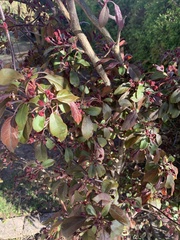 Photinia × fraseri