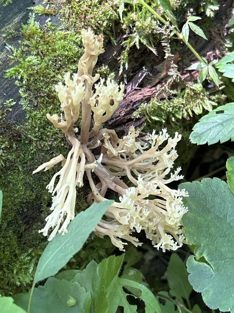 crown-tipped coral fungus · June 2026 · photo: Photo: (c) Lisa Wiencek Gerbec, some rights reserved (CC BY) · iNaturalist