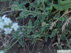 Glandularia platensis