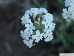 Glandularia platensis